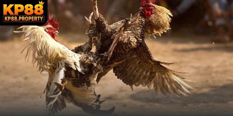 Màn so tài đá gà trực tiếp rực lửa với những đòn đánh mãn nhãn