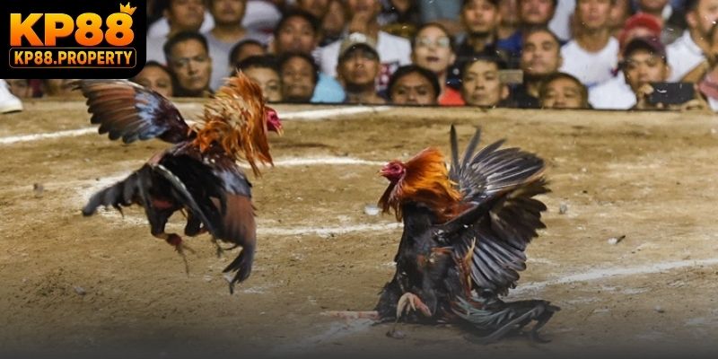 Bí quyết quan sát phong độ khi theo dõi các trận đá gà trực tiếp