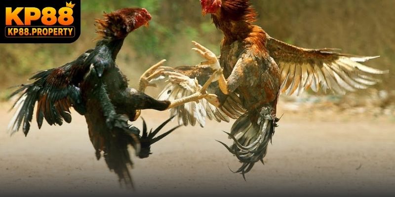 Trải nghiệm dịch vụ theo dõi đá gà chuyên nghiệp và an toàn tuyệt đối
