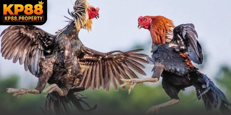 Màn so tài đá gà CPC trực tiếp rực lửa với những đòn đánh mãn nhãn