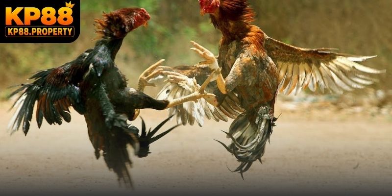 Trải nghiệm dịch vụ theo dõi đá gà Thomo chuyên nghiệp và an toàn tuyệt đối